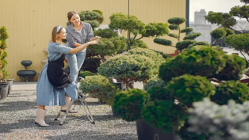 Trees That Transform Outdoor Spaces