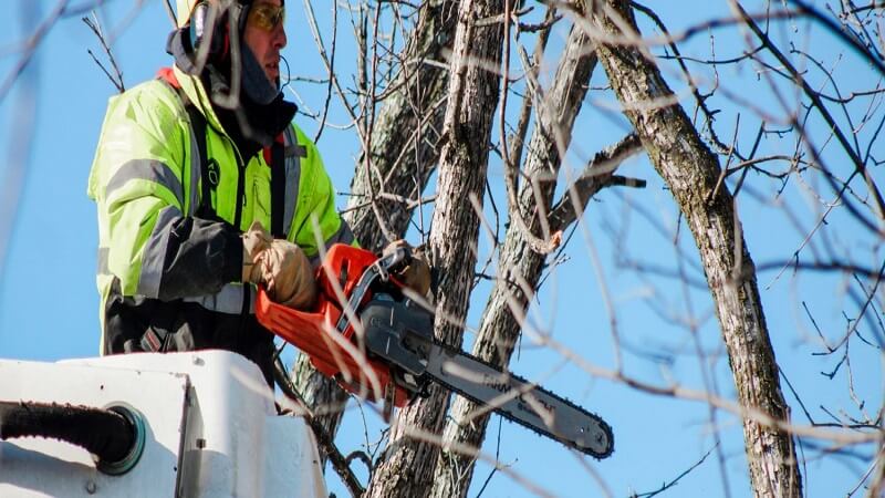 Comprehensive Year-Round Tree Care in Rochester, MN
